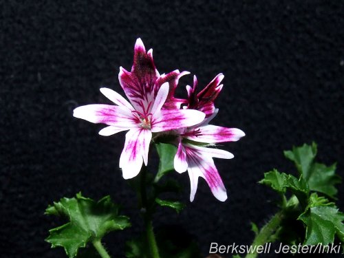 Berkswell Jester 